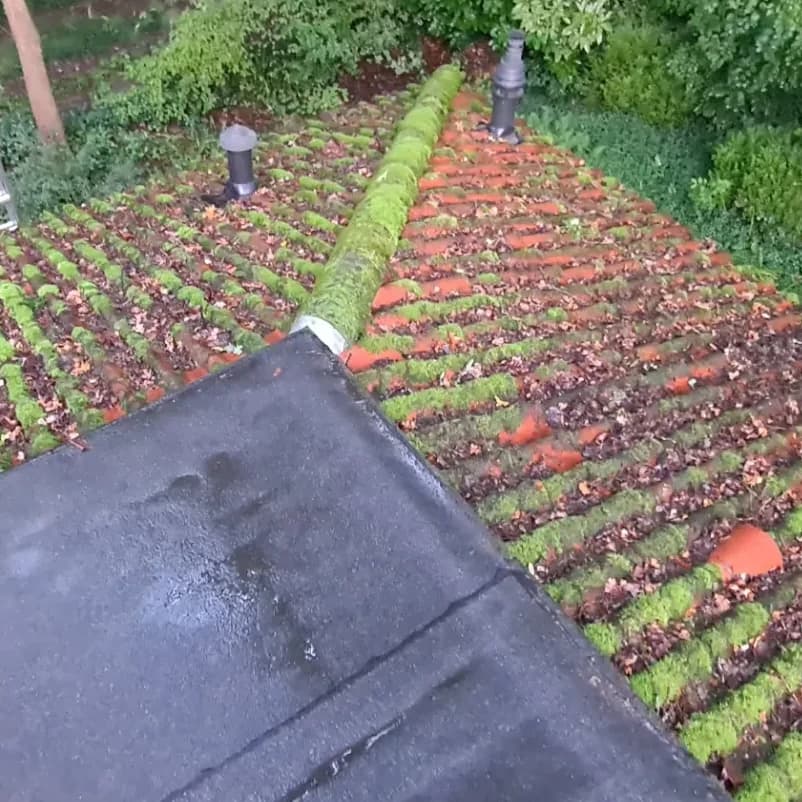 Pannendak volledig begroeid met mos en bedekt met afgevallen bladeren, naast een plat bitumen dak.